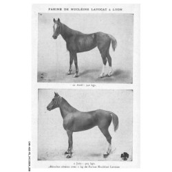 CAR-ADIP5-0269-38 - farine de nucléine lavocat a lyon - cheval