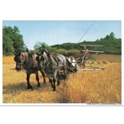 CAR-AHIP21-1065-metier  - Traditions - Les petits metiers de chez nous - La moisson