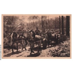 CAR-AFZP5-0248-40 - EN GUYENNE-GASCOGNE - Attelage de mules