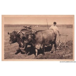 CAR-AFZP5-0249-40 - EN GUYENNE-GASCOGNE - Attelage de boeufs - Travaux aux champs