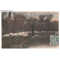 CAR-AFZP5-0256-40 - Berger LANDAIS gardant son troupeau