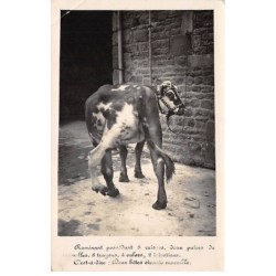 50 - n°83300 - AVRANCHES - Agriculture, vache avec une malformation - Carte photo pliée vendue en l'état