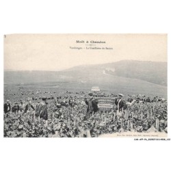 CAR-AFPP6-0369-51  - EPERNAY - Vendanges - La Cueillette du Raisin