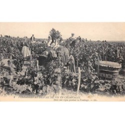 51 - CHAMPAGNE - SAN30671 - Dans une vigne pendant les Vendanges - Agriculture - Vigne - Métier
