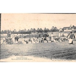 51 - MOET & CHANDON - SAN24258 - Ecole de Viticulture - Mise en Pépinière des Greffes Boutures - Agriculture