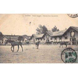 51 - SUIPPES - SAN37373 - Ferme hippique - Cheveux dans les parcours