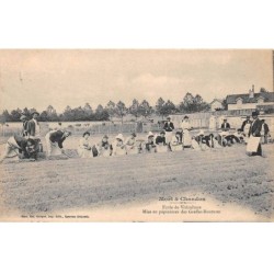 51 - CHAMPAGNE - SAN33238 - Moët & Chandon - Ecole de Viticulture - Mise en pépinière - Vigne - Agriculture - Métier