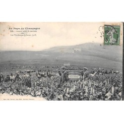 51-SAN59330-Au Pays du Champagne.Les Vandanges de Saran.Maison Moet & Chandon.Agriculture.Vigne