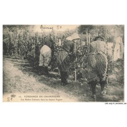 CAR-ACQP7-0478-51 - Vendange en champagne - Les robes-culottes dans les hautes vignes