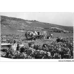 CAR-AAJP4-51-0368 - AY - scènes de vendanges