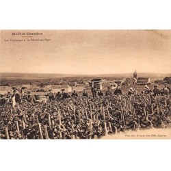51 - REIMS - SAN44871 - Moët et Chandon - Les Vendanges à Le Mesnil Oger - Vigne