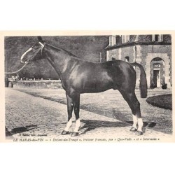 61 - HARAS DU PIN - SAN30794 - "Enfant de Troupe" - Trotteur français - Par "Quo Vadis" et "Intermède"
