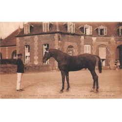 61 - HARAS DU PIN - SAN30798 - "Intermède" trotteur français par "Bémécourt et "James Watt" à l'âge de 20 ans