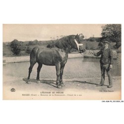 CAR-ADMP9-0664-61 - L'élevage au perche - MASLES - Domaine de la bretonnerie - Cheval de 2 ans