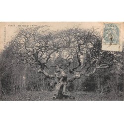 51 - VERZY - SAN35672 - Un faux de la Forêt