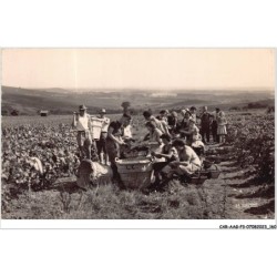 CAR-AAGP3-51-0280 - AY - Scene de vendanges
