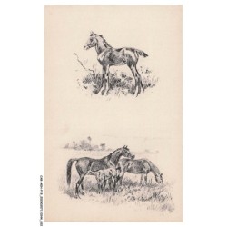CAR-AEHP19-1044-ILLUSTRATEUR - VALETTE - Chevaux
