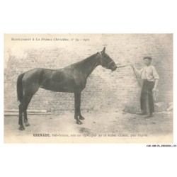 CAR-ABRP6-0550-HIPPISME - GRENADE - Bai-brune née en 1906 - Par ay et reine claude - Par tigris