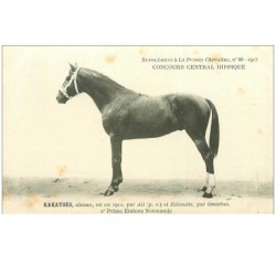 HIPPISME.n°11306.KAKATOES.2eme PRIME ETALONS NORMANDS