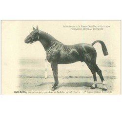 HIPPISME.n°11319.HOLBEIN.1er PRIME ETALONS NORMANDS