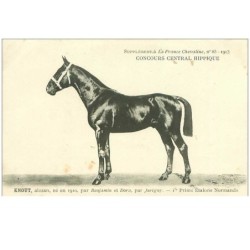 HIPPISME.n°11304.KNOUT.1er PRIME ETALONS NORMANDS