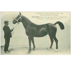 HIPPISME.n°11295.ESTHER.2eme PRIME JUMENTS TROTTEUSES