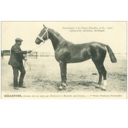 HIPPISME.n°11280.HELIANTHE.1er PRIME POULICHES NORMANDES