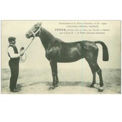 HIPPISME.n°11293.VENUS.2eme PRIME JUMENTS TROTTEUSES