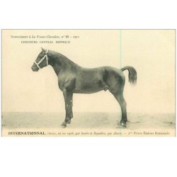 HIPPISME.n°11320.INTERNATIONAL.2eme PRIME ETALONS NORMANDS