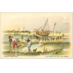 PECHE.PECHE MARITIME.LES HUITRES EN PARC (ILES D'OLERON)
