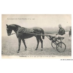 CAR-ABRP6-0511-HIPPISME - HAROLD - Bai né en 1907 - Par urffe et armide - Par mignon