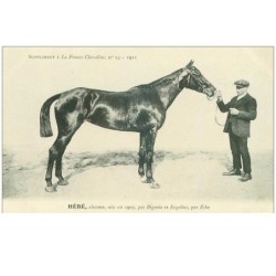 hippisme.n°37624.hebe.alezane .1911.CHEVAUX.SUPPLEMENT A LA FRANCE CHEVALINE.course.cheval.jokey.