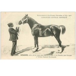 HIPPISME.n°11266.JACASSE.1er PRIME ETALONS NORMANDS