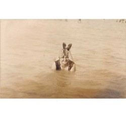76 . n° 51503 . le treport.carte photo