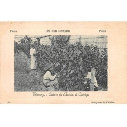 77 - THOMERY - SAN33594 - Culture du Raison - le Ciselage